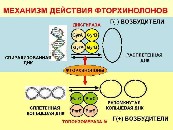 МЕХАНИЗМ ДЕЙСТВИЯ ФТОРХИНОЛОНОВ Г(-) ВОЗБУДИТЕЛИ ДНК-ГИРАЗА Gyr. A Gyr. B РАСПЛЕТЕННАЯ ДНК СПИРАЛИЗОВАННАЯ ДНК