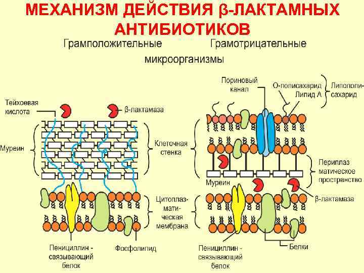 МЕХАНИЗМ ДЕЙСТВИЯ β-ЛАКТАМНЫХ АНТИБИОТИКОВ 