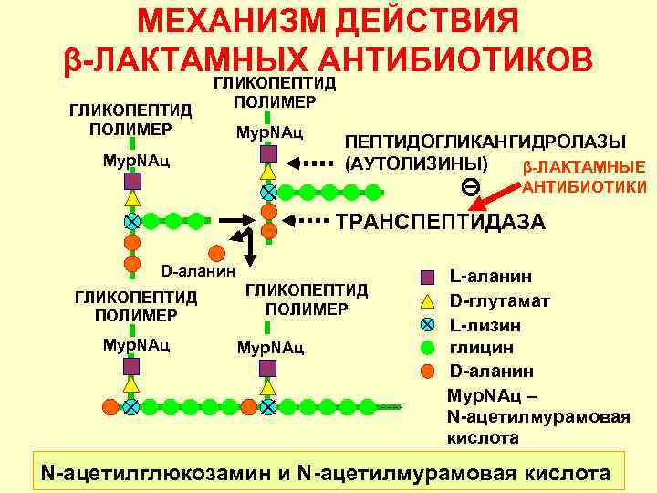 МЕХАНИЗМ ДЕЙСТВИЯ β-ЛАКТАМНЫХ АНТИБИОТИКОВ ГЛИКОПЕПТИД ПОЛИМЕР Мур. NAц ПЕПТИДОГЛИКАНГИДРОЛАЗЫ (АУТОЛИЗИНЫ) β-ЛАКТАМНЫЕ АНТИБИОТИКИ ТРАНСПЕПТИДАЗА D-аланин