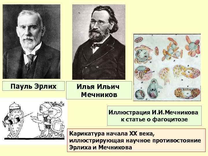 Пауль Эрлих Илья Ильич Мечников Иллюстрация И. И. Мечникова к статье о фагоцитозе Карикатура
