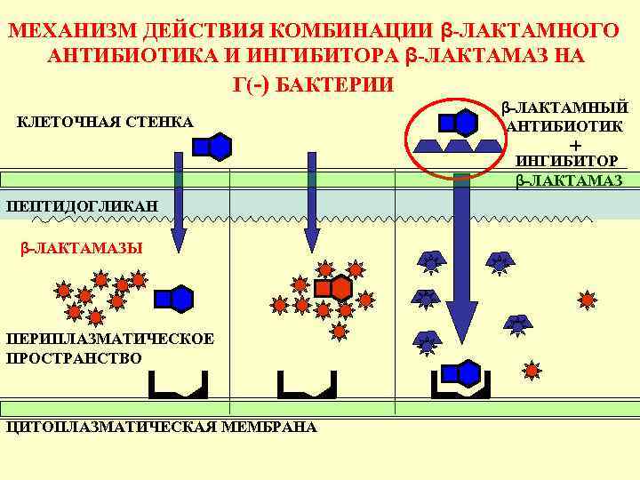 МЕХАНИЗМ ДЕЙСТВИЯ КОМБИНАЦИИ β-ЛАКТАМНОГО АНТИБИОТИКА И ИНГИБИТОРА β-ЛАКТАМАЗ НА Г(-) БАКТЕРИИ КЛЕТОЧНАЯ СТЕНКА β-ЛАКТАМНЫЙ