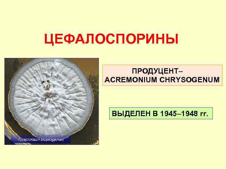 ЦЕФАЛОСПОРИНЫ ПРОДУЦЕНТ– ACREMONIUM CHRYSOGENUM ВЫДЕЛЕН В 1945– 1948 гг. 