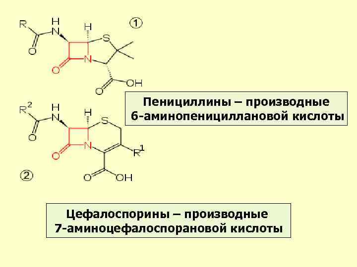 Пенициллины – производные 6 -аминопенициллановой кислоты Цефалоспорины – производные 7 -аминоцефалоспорановой кислоты 