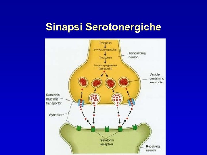 Sinapsi Serotonergiche 