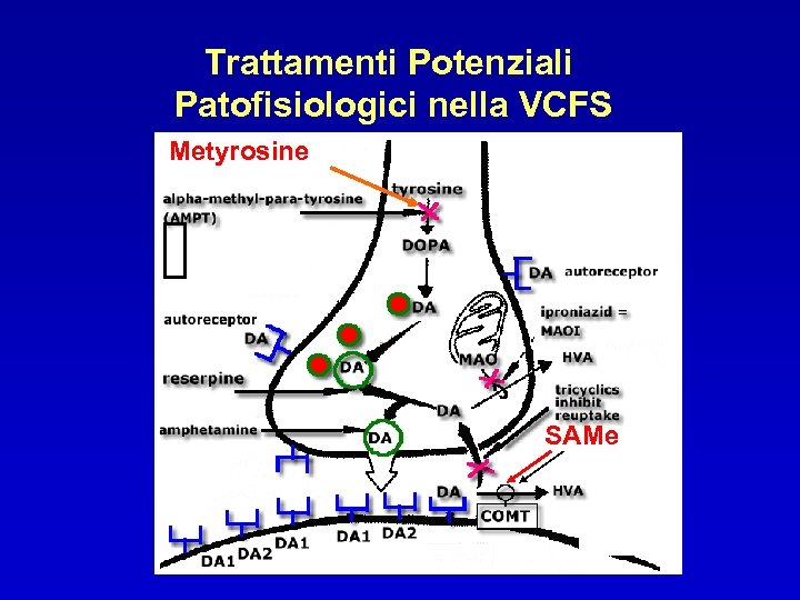 Trattamenti Potenziali Patofisiologici nella VCFS Metyrosine SAMe 