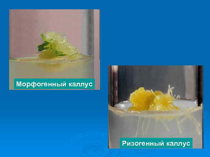 Морфогенный каллус Ризогенный каллус 