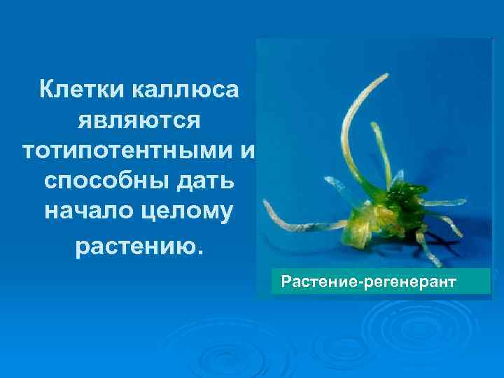 Клетки каллюса являются тотипотентными и способны дать начало целому растению. Растение-регенерант 