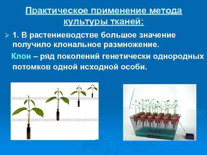 Практическое применение метода культуры тканей: Ø 1. В растениеводстве большое значение получило клональное размножение.