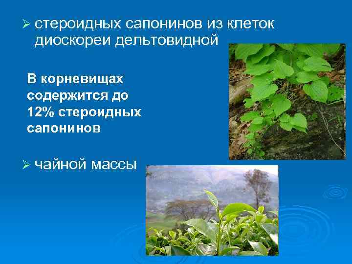 Ø стероидных сапонинов из клеток диоскореи дельтовидной В корневищах содержится до 12% стероидных сапонинов