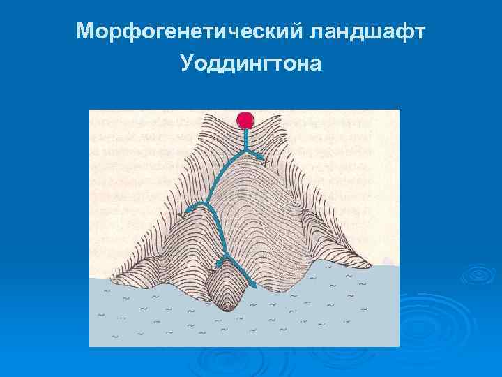 Морфогенетический ландшафт Уоддингтона 