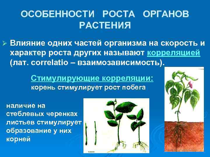 Растительный организм примеры