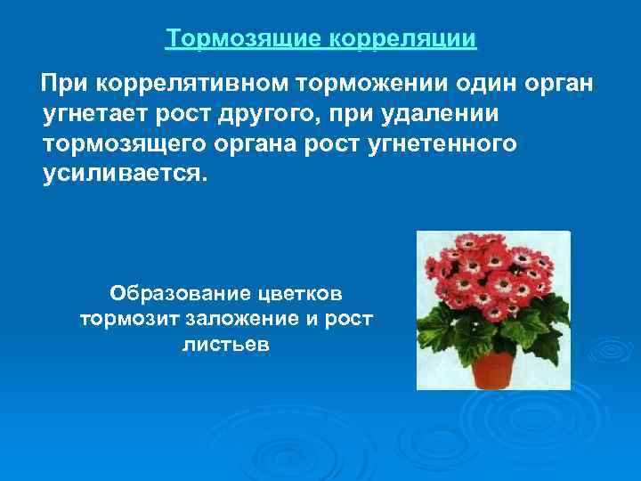 Тормозящие корреляции При коррелятивном торможении один орган угнетает рост другого, при удалении тормозящего органа