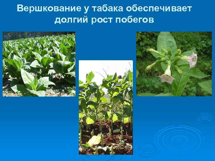 Вершкование у табака обеспечивает долгий рост побегов 