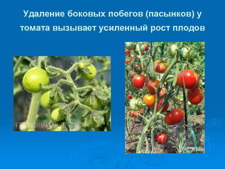 Удаление боковых побегов (пасынков) у томата вызывает усиленный рост плодов 