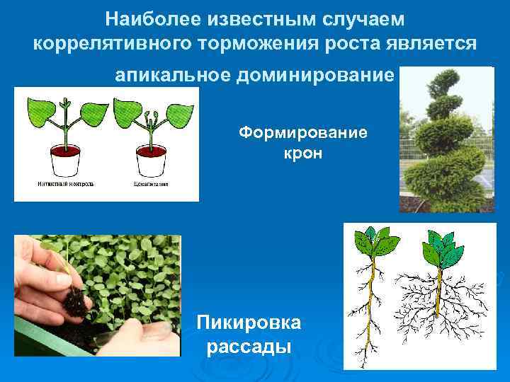 Наиболее известным случаем коррелятивного торможения роста является апикальное доминирование Формирование крон Пикировка рассады 
