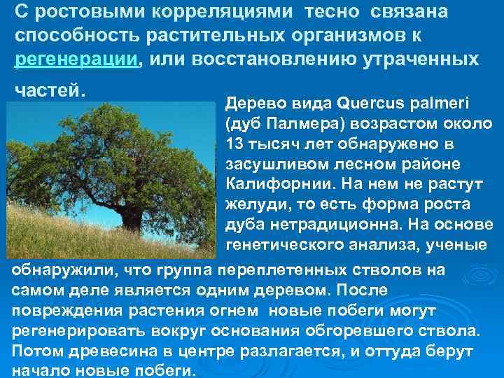 С ростовыми корреляциями тесно связана способность растительных организмов к регенерации, или восстановлению утраченных частей.