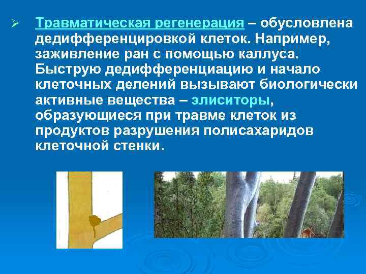 Ø Травматическая регенерация – обусловлена дедифференцировкой клеток. Например, заживление ран с помощью каллуса. Быструю