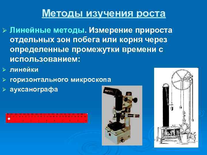 Методы изучения роста Ø Линейные методы. Измерение прироста отдельных зон побега или корня через