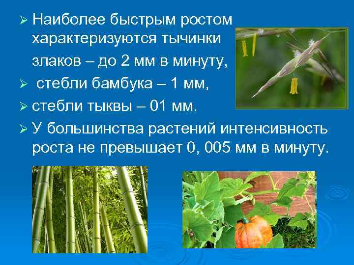 Ø Наиболее быстрым ростом характеризуются тычинки злаков – до 2 мм в минуту, Ø