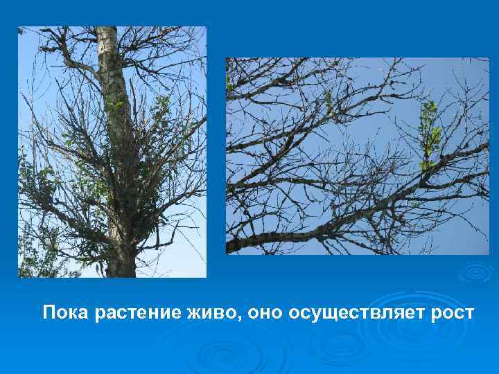 Пока растение живо, оно осуществляет рост 
