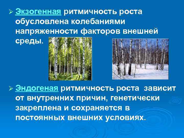 Ø Экзогенная ритмичность роста обусловлена колебаниями напряженности факторов внешней среды. Ø Эндогеная ритмичность роста