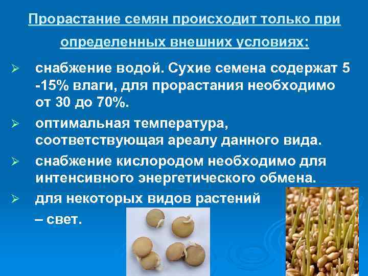 Прорастание семян происходит только при определенных внешних условиях: снабжение водой. Сухие семена содержат 5