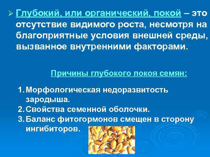 Ø Глубокий, или органический, покой – это отсутствие видимого роста, несмотря на благоприятные условия
