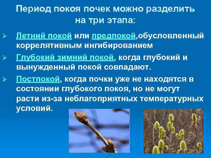 Период покоя почек можно разделить на три этапа: Ø Ø Ø Летний покой или