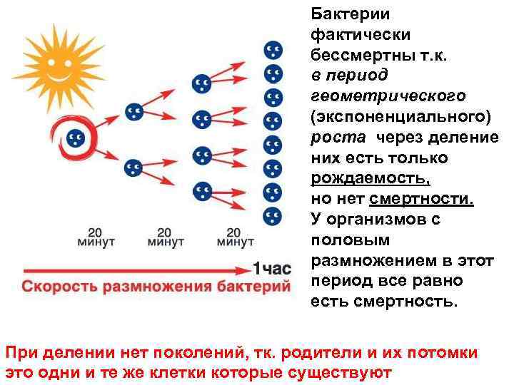 Скорость деления клетки