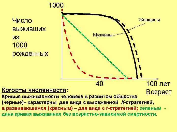 1000 Число выживших из 1000 рожденных Когорты численности: Женщины Мужчины 40 100 лет Возраст