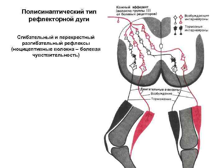Полисинаптический тип рефлекторной дуги Сгибательный и перекрестный разгибательный рефлексы (ноцицептивные волокна – болевая чувствительность)