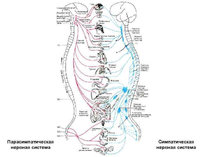 Парасимпатическая нервная система Симпатическая нервная система 