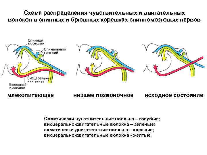 Схема распределения чувствительных и двигательных волокон в спинных и брюшных корешках спинномозговых нервов млекопитающее