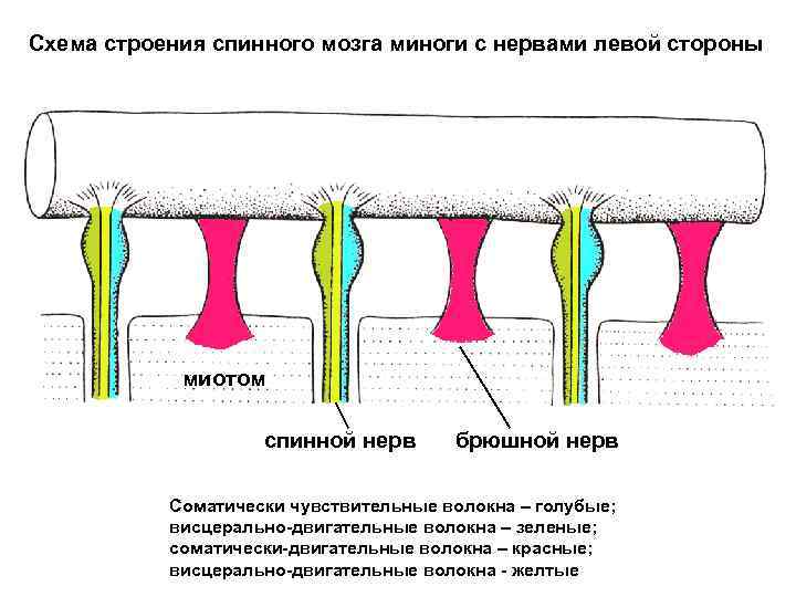 Схема строения спинного мозга миноги с нервами левой стороны миотом спинной нерв брюшной нерв