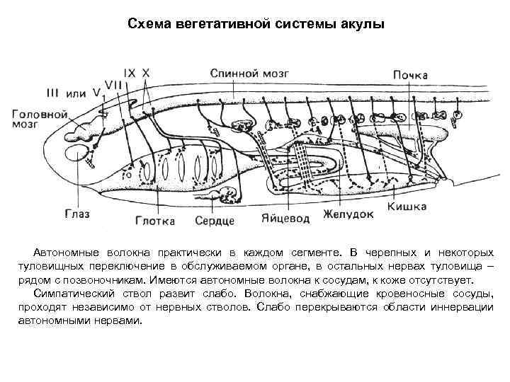 Схема вегетативной системы акулы Автономные волокна практически в каждом сегменте. В черепных и некоторых