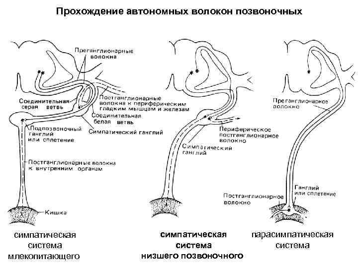 Прохождение автономных волокон позвоночных симпатическая система млекопитающего симпатическая парасимпатическая система низшего позвоночного 