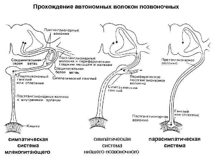 Прохождение автономных волокон позвоночных симпатическая система млекопитающего симпатическая система низшего позвоночного парасимпатическая система 