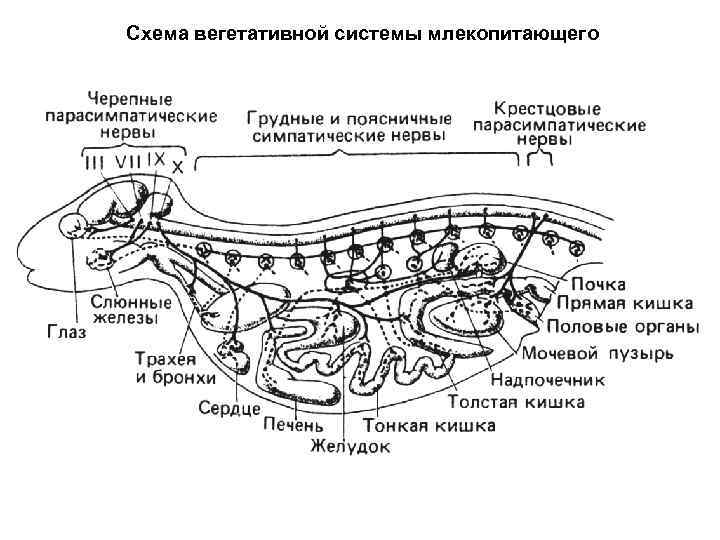 Схема вегетативной системы млекопитающего 