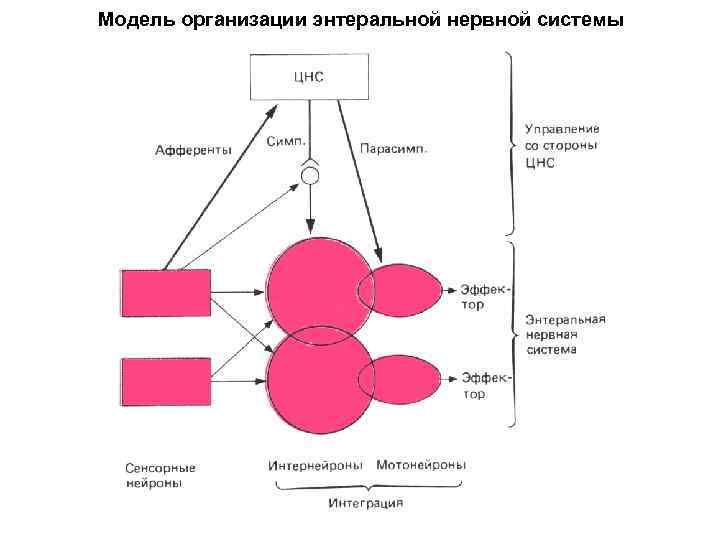 Модель организации энтеральной нервной системы 