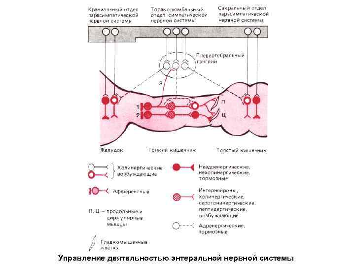 Энтеральная нервная система. Энтеральная нервная система физиология. Энтеральная нервная система схема. Миграция клеток нервного гребня. Энтеральная нервная система кишечника.