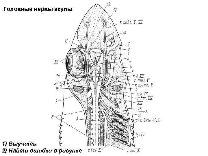 Мозг акулы схема