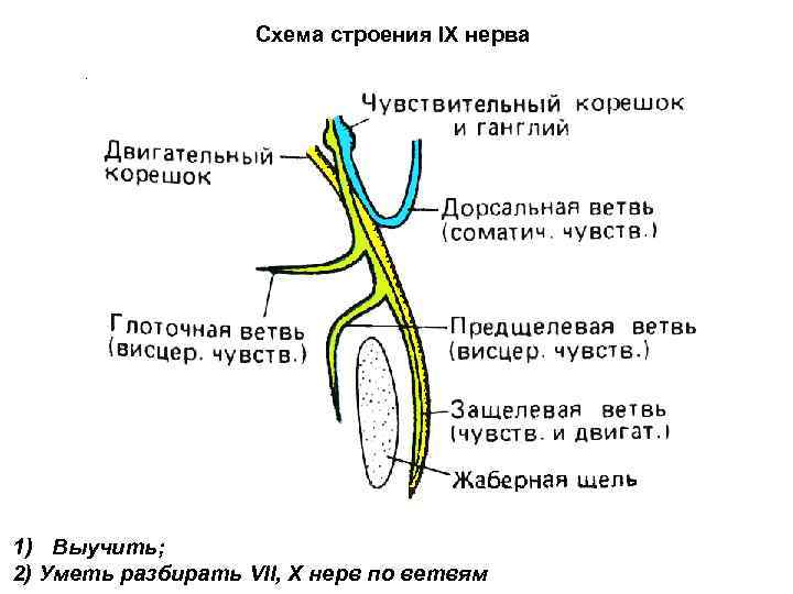 Схема строения IX нерва 1) Выучить; 2) Уметь разбирать VII, X нерв по ветвям