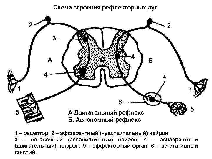 Схема строения рефлекторных дуг А Двигательный рефлекс Б. Автономный рефлекс 1 – рецептор; 2