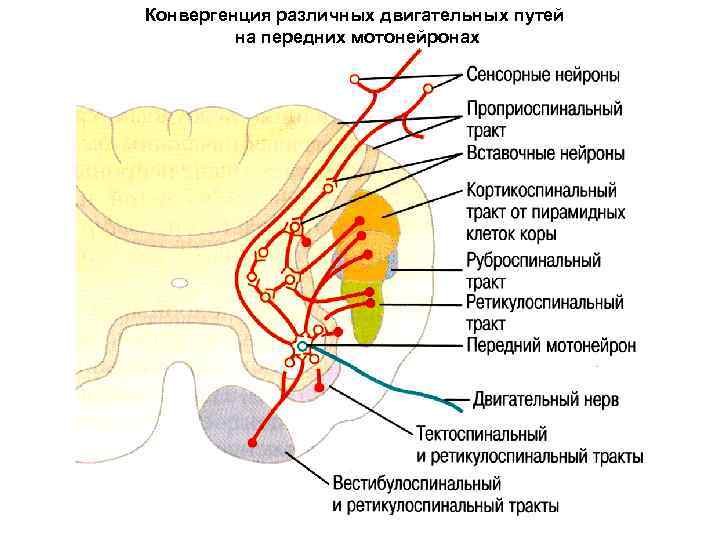 Конвергенция различных двигательных путей на передних мотонейронах 