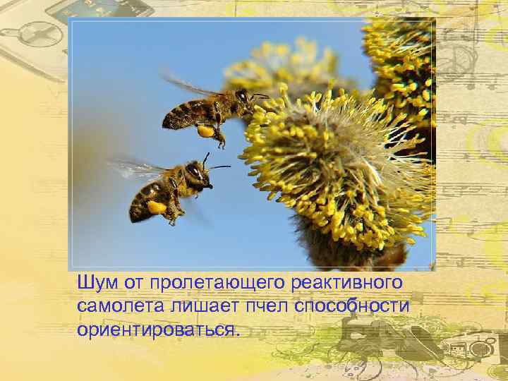 Шум от пролетающего реактивного самолета лишает пчел способности ориентироваться. 