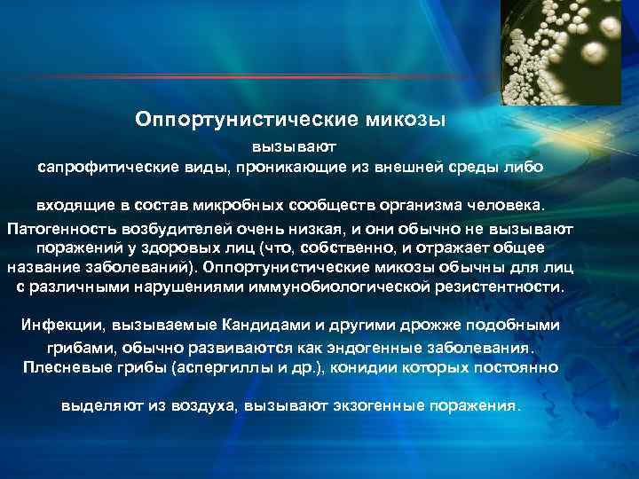 Оппортунистические микозы вызывают сапрофитические виды, проникающие из внешней среды либо входящие в состав микробных
