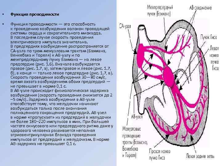  • Функция проводимости — это способность к проведению возбуждения волокон проводящей системы сердца