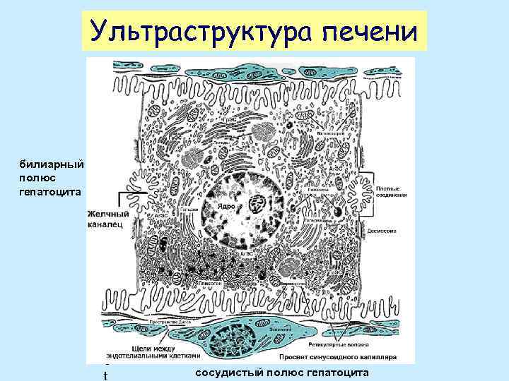 Ультраструктура печени билиарный полюс гепатоцита o t сосудистый полюс гепатоцита 