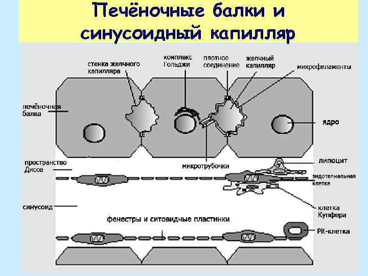 Печёночные балки и синусоидный капилляр 