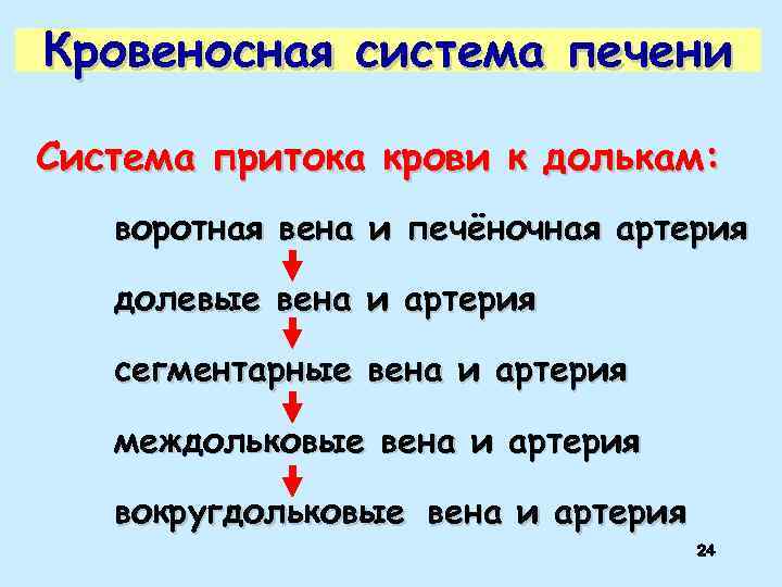 Кровеносная система печени Система притока крови к долькам: воротная вена и печёночная артерия долевые